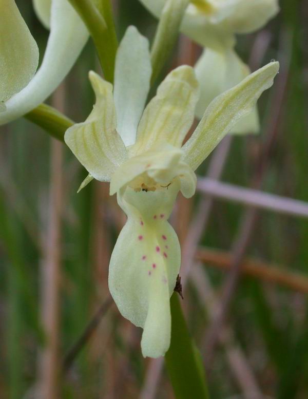 Orchidee del Chianti - Flora toscana